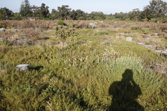 Aspalathus retroflexa retroflexa