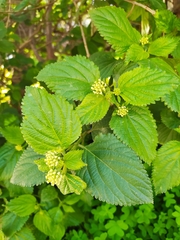 Lantana camara