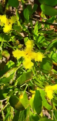 Villarsia