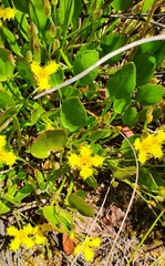 Villarsia