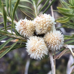 Acanthocarpus preissii