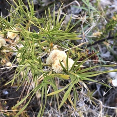 Acanthocarpus preissii