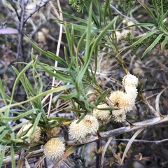 Acanthocarpus preissii