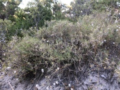 Acanthocarpus preissii