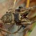 Brown Jumping Spider - Photo (c) Steve Kerr, some rights reserved (CC BY), uploaded by Steve Kerr