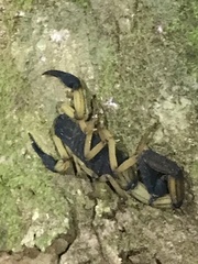 Centruroides bicolor