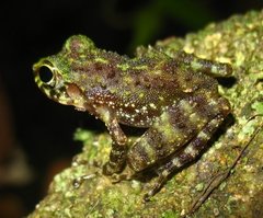 Gephyromantis webbi