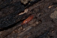 Androniscus dentiger