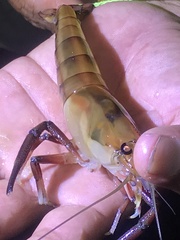 Macrobrachium americanum