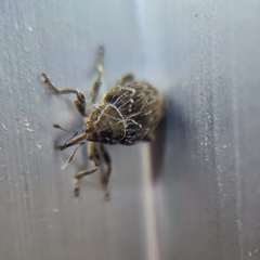 Mogulones geographicus