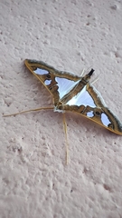 Glyphodes bivitralis