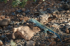 Cnemidophorus splendidus