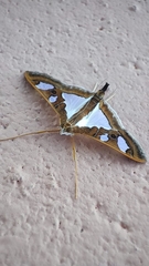 Glyphodes bivitralis