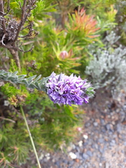 Amphithalea imbricata