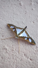 Glyphodes bivitralis