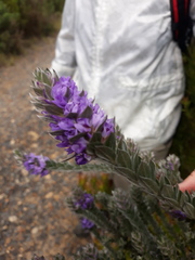Amphithalea imbricata