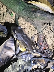 Leptodactylus savagei