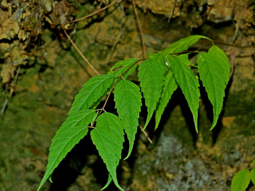 Image of Eupatorium chinense by (c) Jacy Chen, some rights reserved (CC BY)