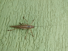 Meroncidius flavolimbatus