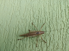 Meroncidius flavolimbatus