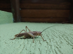 Meroncidius flavolimbatus