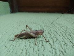 Meroncidius flavolimbatus