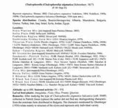 Chalcophorella stigmatica