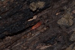 Androniscus dentiger