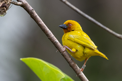 Ploceus subaureus aureoflavus