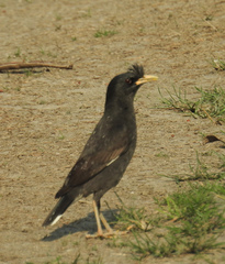 Acridotheres grandis