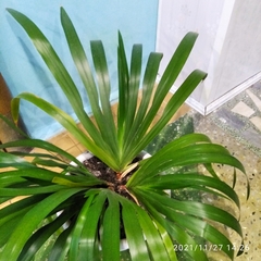 Trimezia northiana