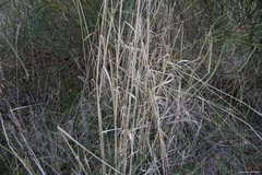 Phalaris aquatica