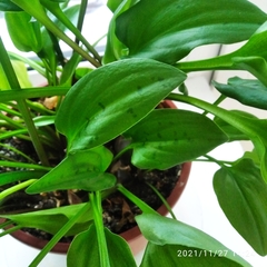 Drimiopsis maculata
