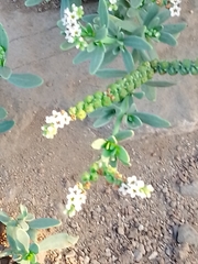 Heliotropium curassavicum