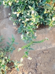 Heliotropium curassavicum