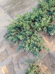 Heliotropium curassavicum