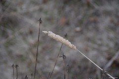 Phalaris aquatica