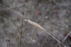 Phalaris aquatica