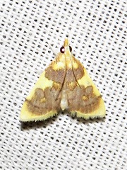 Sameodesma xanthocraspia