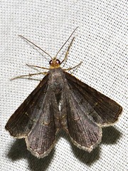 Chiasmia confuscata