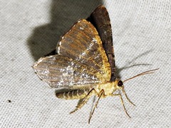 Chiasmia confuscata