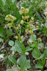 Valeriana elongata