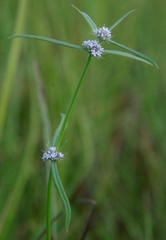 Spermacoce brachystema