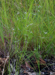 Spermacoce brachystema