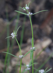 Spermacoce brachystema