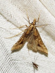 Diasemia disjectalis