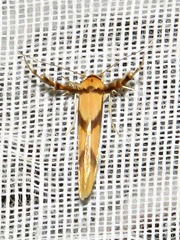 Stathmopoda crassella