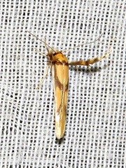 Stathmopoda crassella