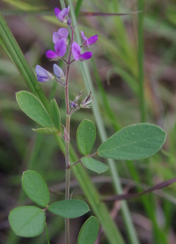 Pycnospora lutescens iNat (1)