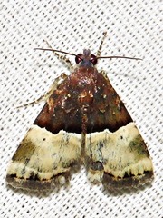 Ozarba hemiochra